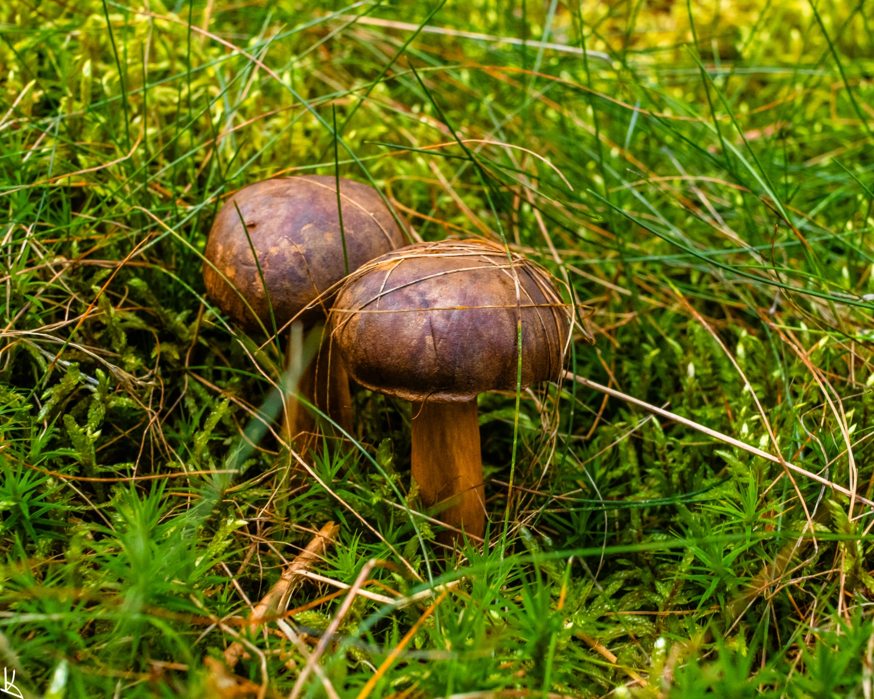 Forêt de la montagne des Fraux